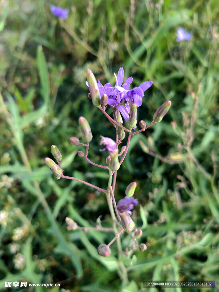 草丛中的紫色小花