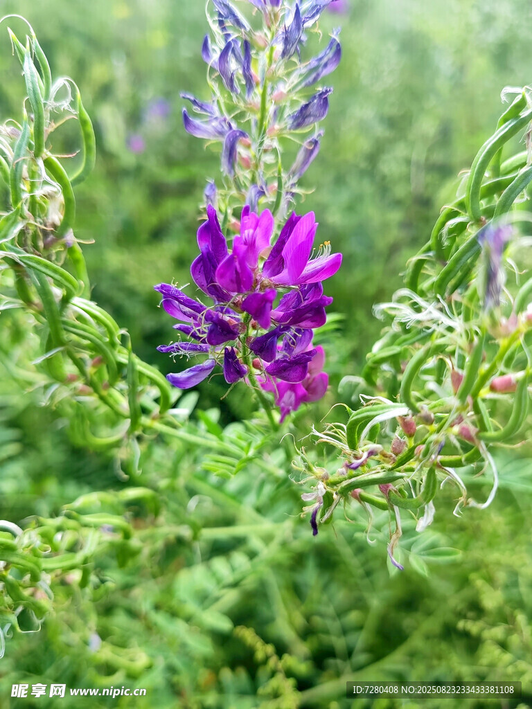 紫色野花绽放于绿叶间