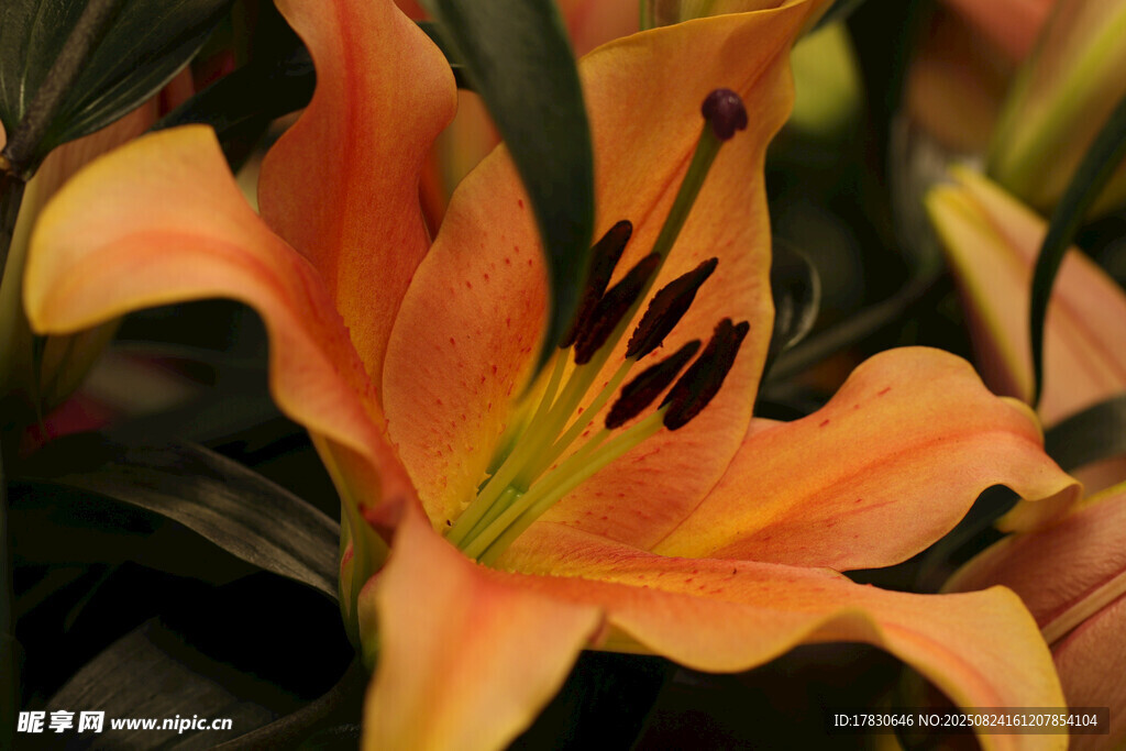 橙色百合花特写
