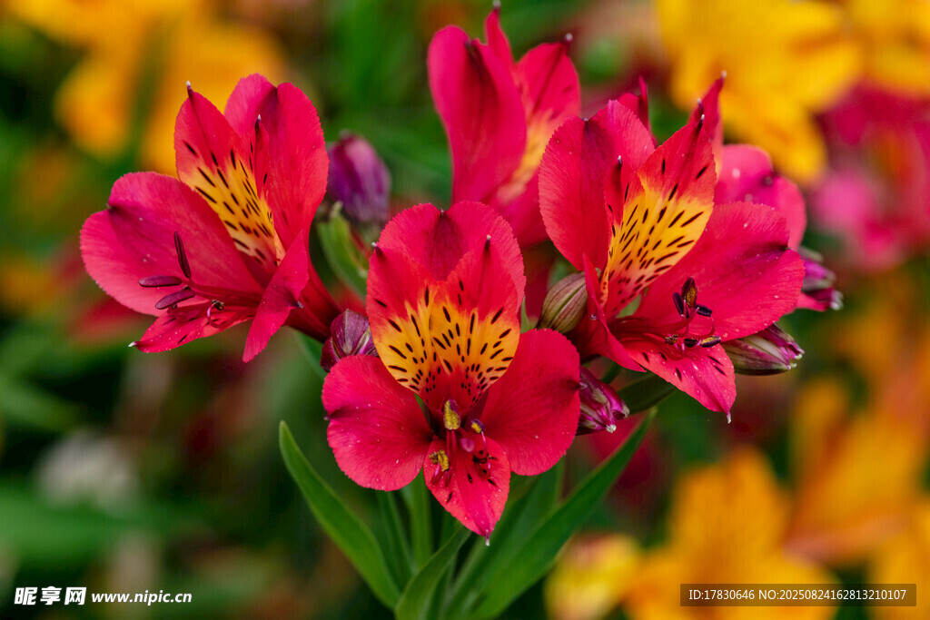 艳丽红色花朵绽放