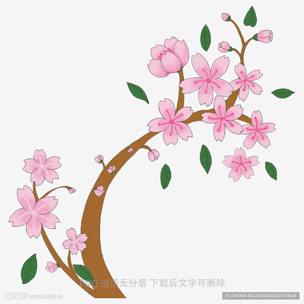 粉色樱花枝插画