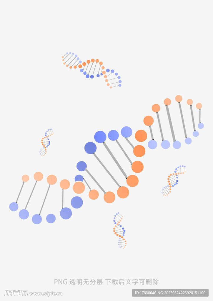 双螺旋DNA结构示意图