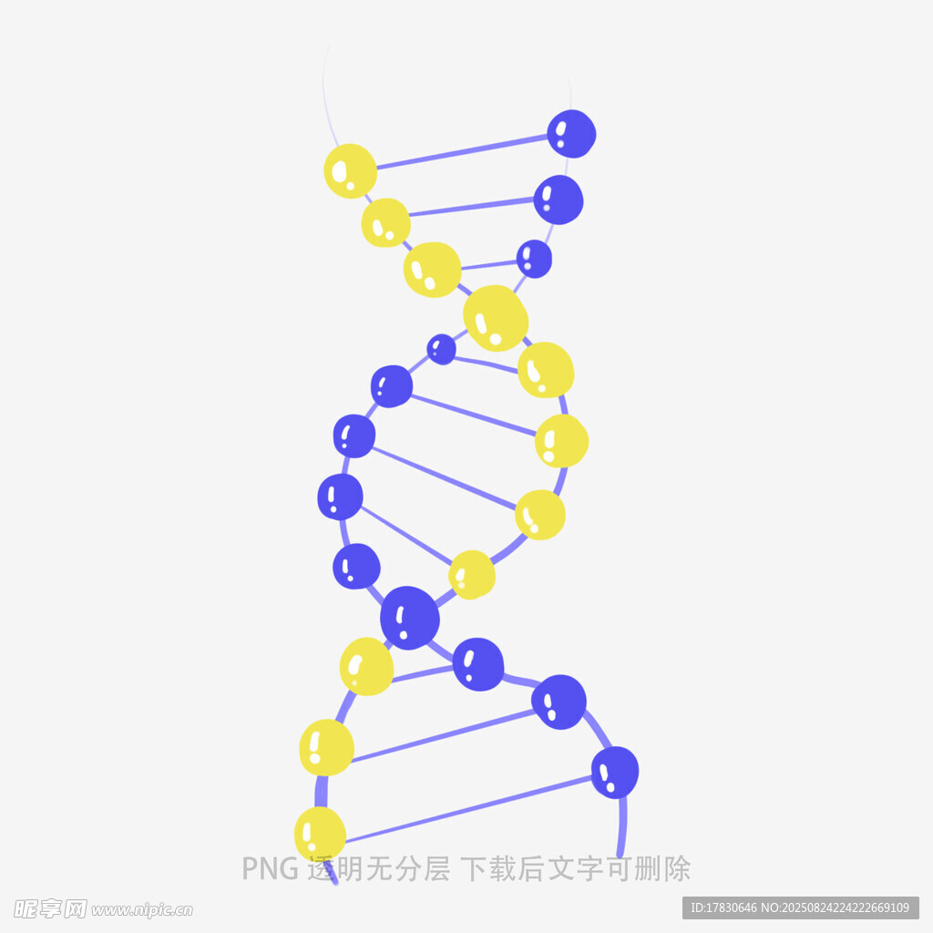 双螺旋DNA结构示意图
