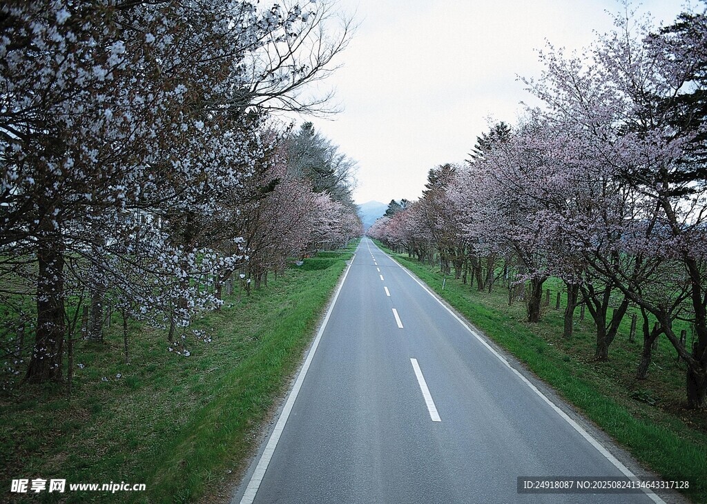 樱花夹道的宁静公路