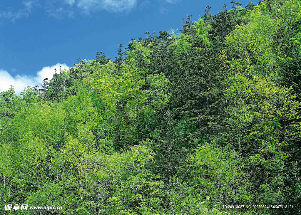 翠绿山林蓝天白云美景