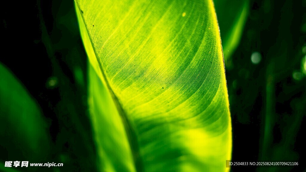 翠绿叶片的独特光影