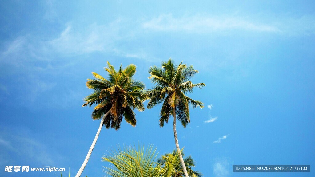 蓝天椰树美景