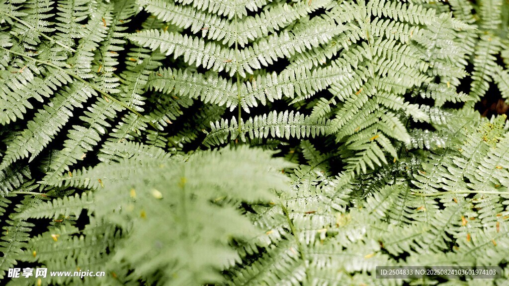 翠绿蕨类叶片特写