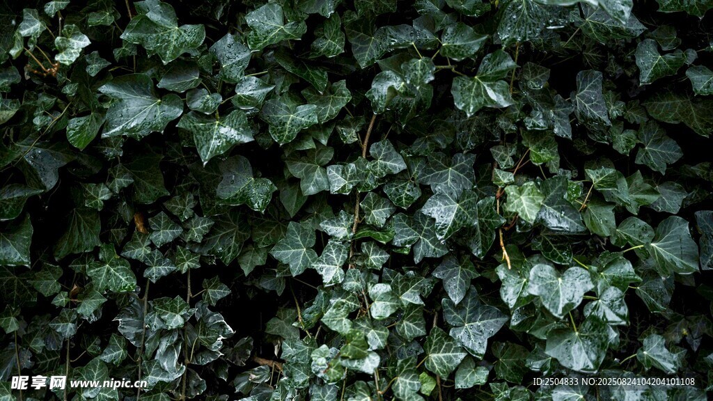 翠绿繁茂的爬藤植物