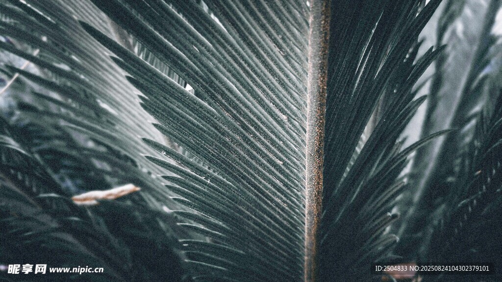 深绿棕榈叶的独特纹理