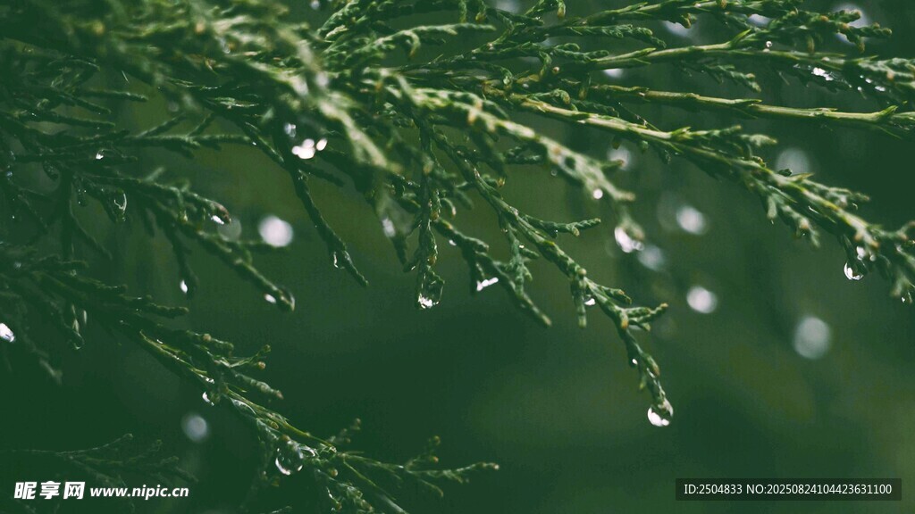 绿叶上晶莹的水珠