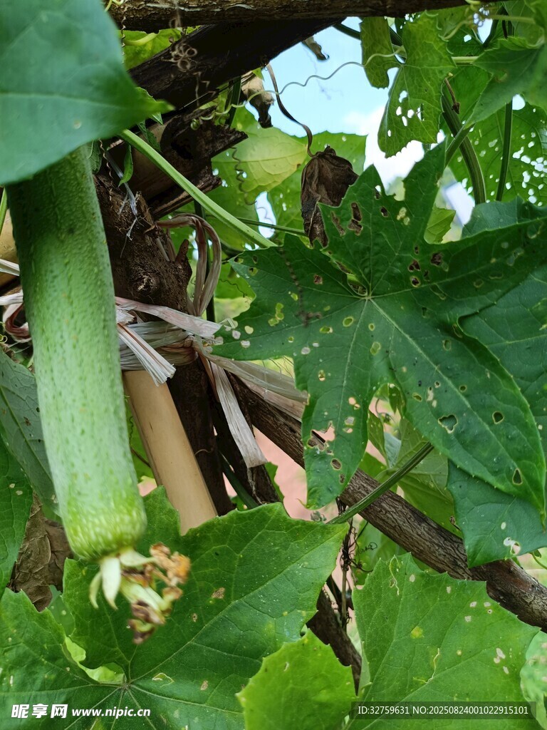 藤蔓上的鲜嫩丝瓜