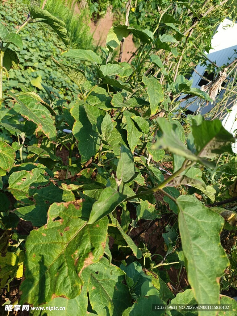 绿叶繁茂的植物景观