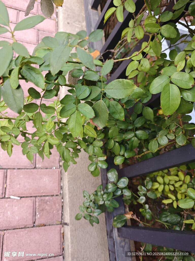 绿叶攀爬于砖墙铁栏间