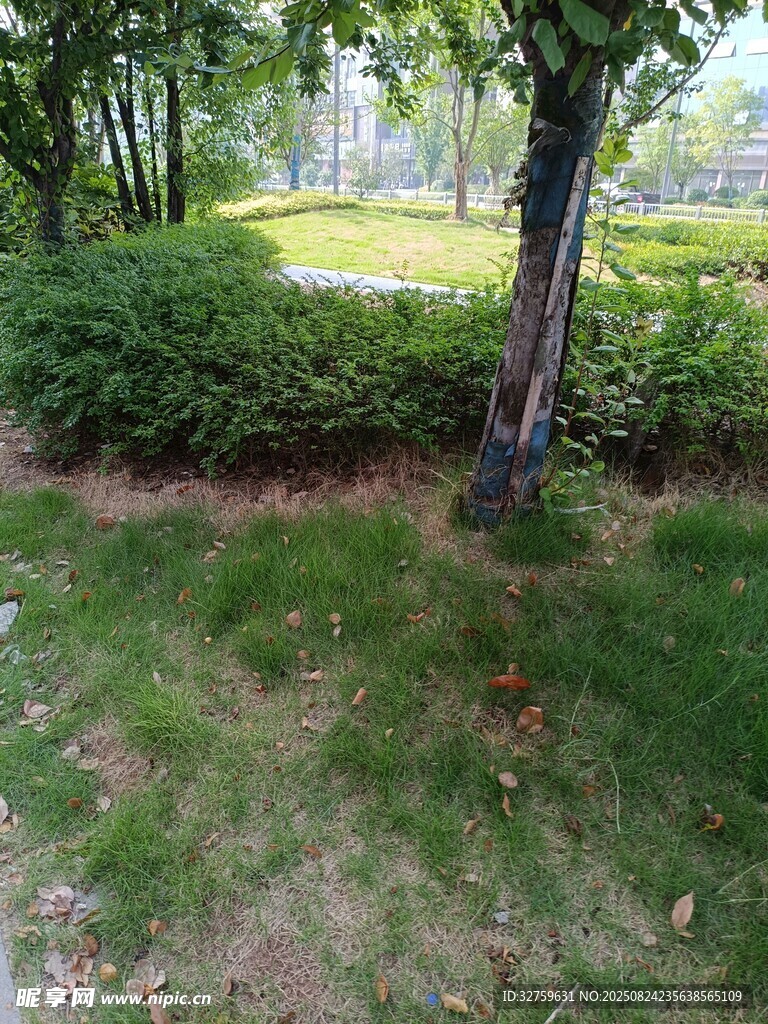 户外绿意盎然的树木草地