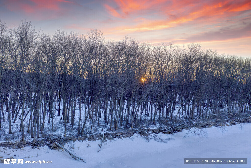 冬日雪林夕阳