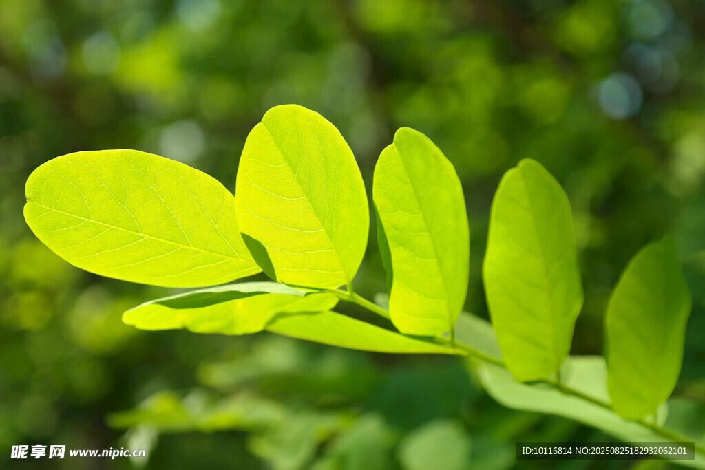 嫩绿叶片