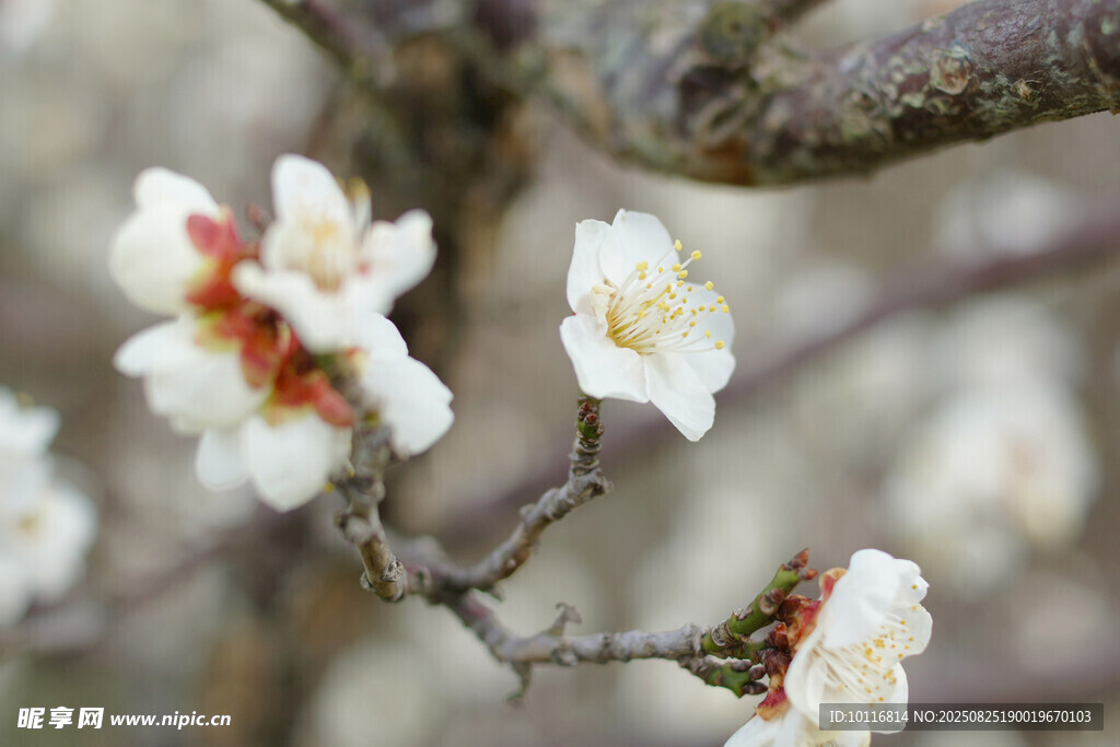 白杏花