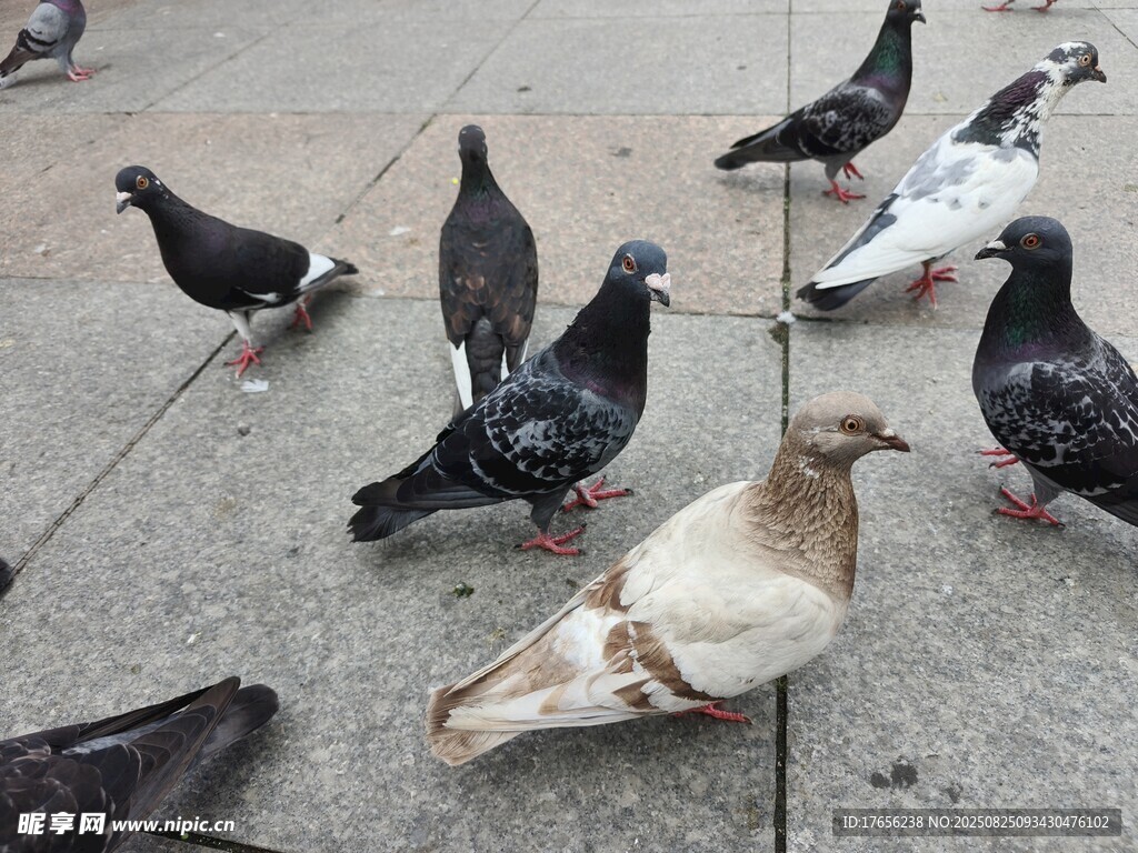 广场上的群鸽