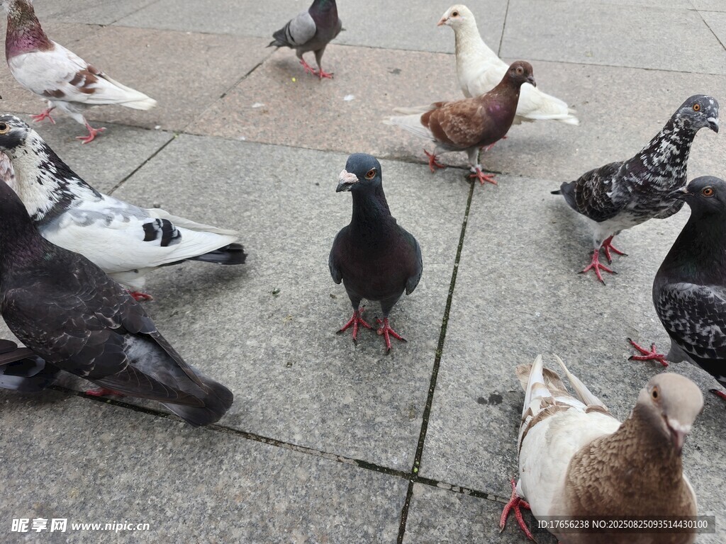 群鸽聚集在地面