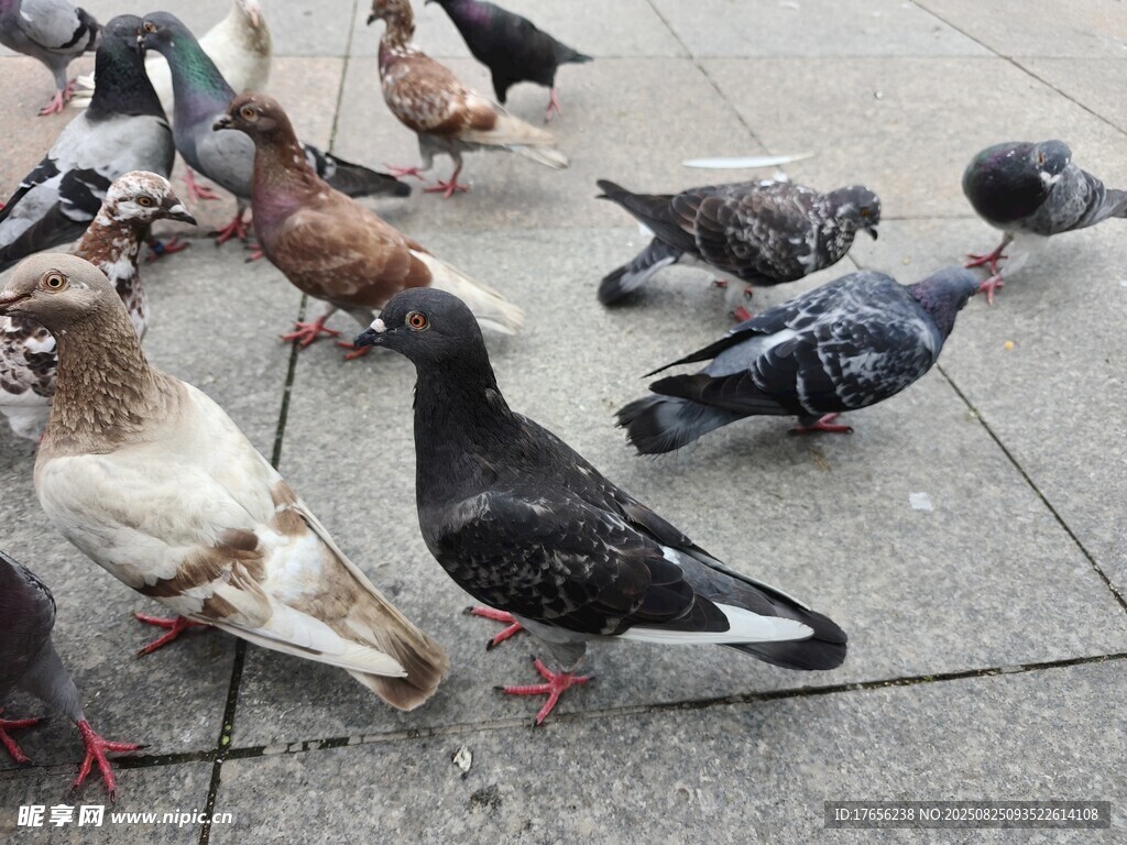 街头觅食的一群鸽子