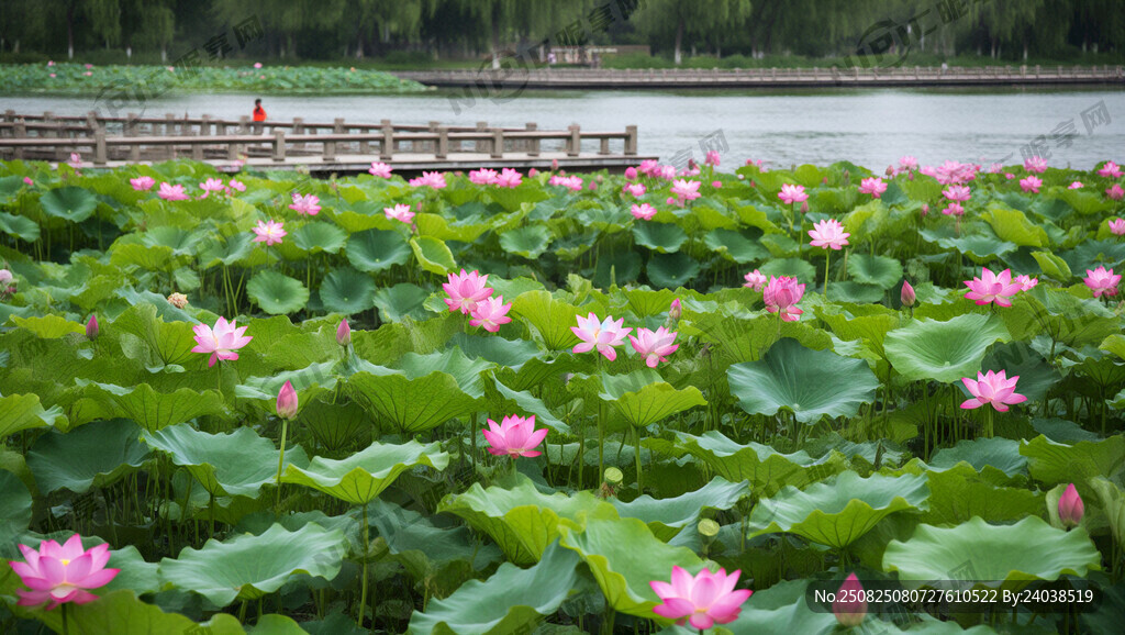 大面积荷花、看不见水面、栈道护