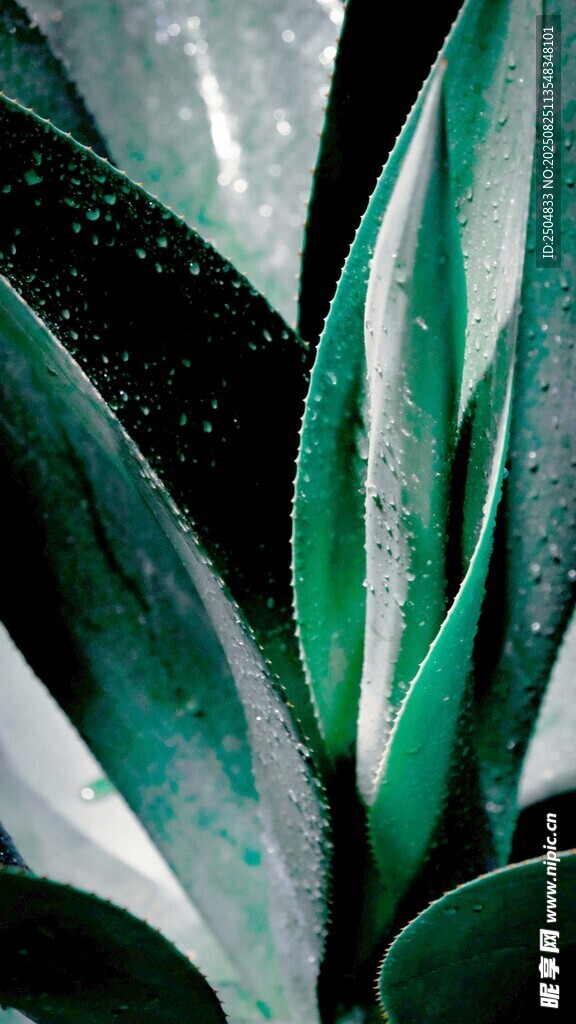 翠绿叶片上的晶莹水珠