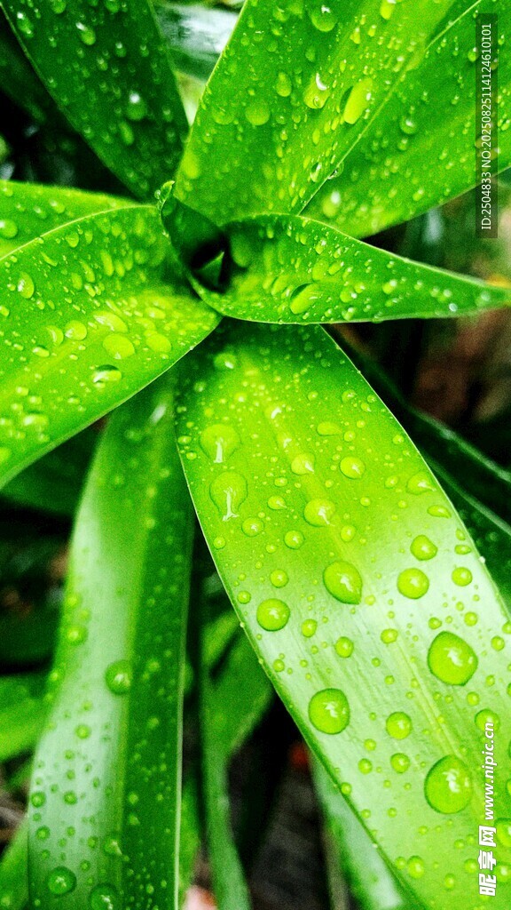 带水珠的翠绿叶片