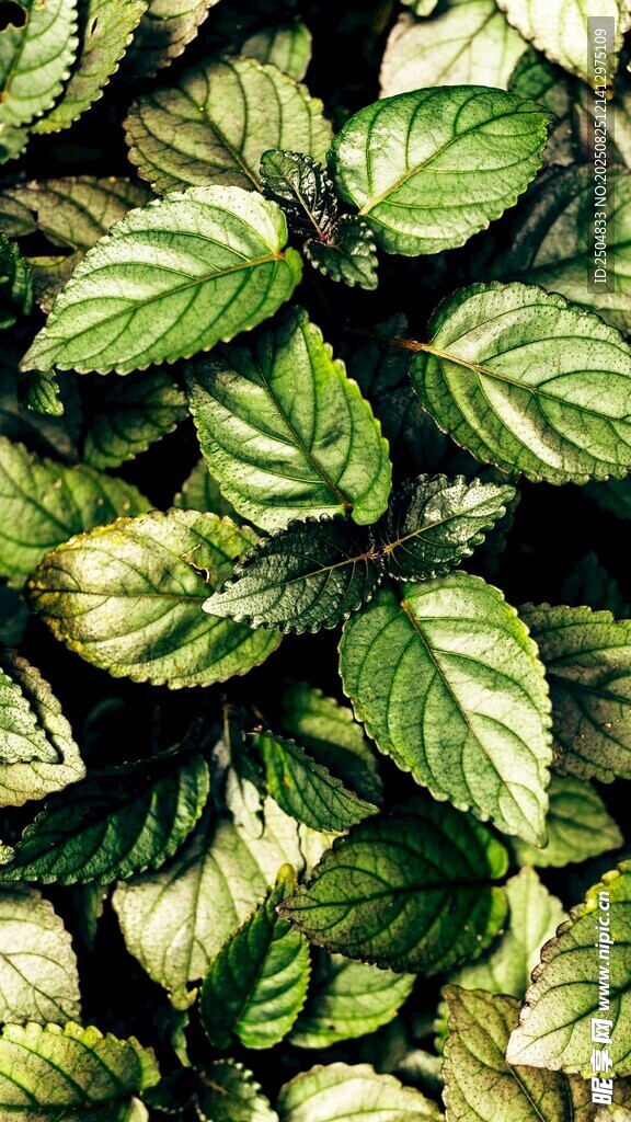 黄绿相间的斑斓叶片