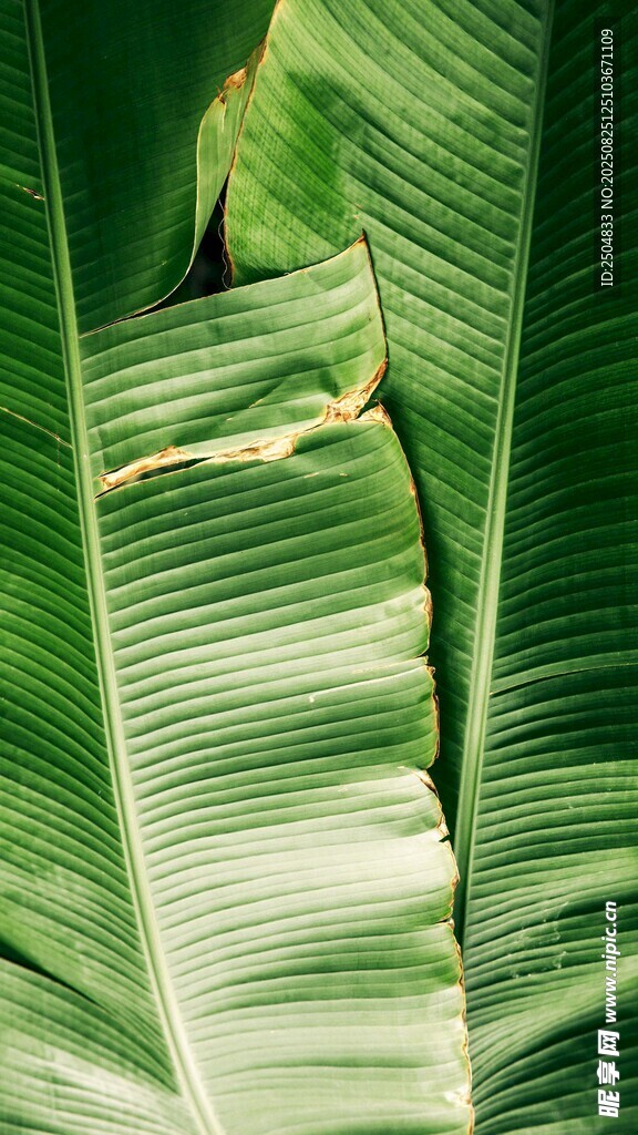 翠绿芭蕉叶上的小巧蜥蜴