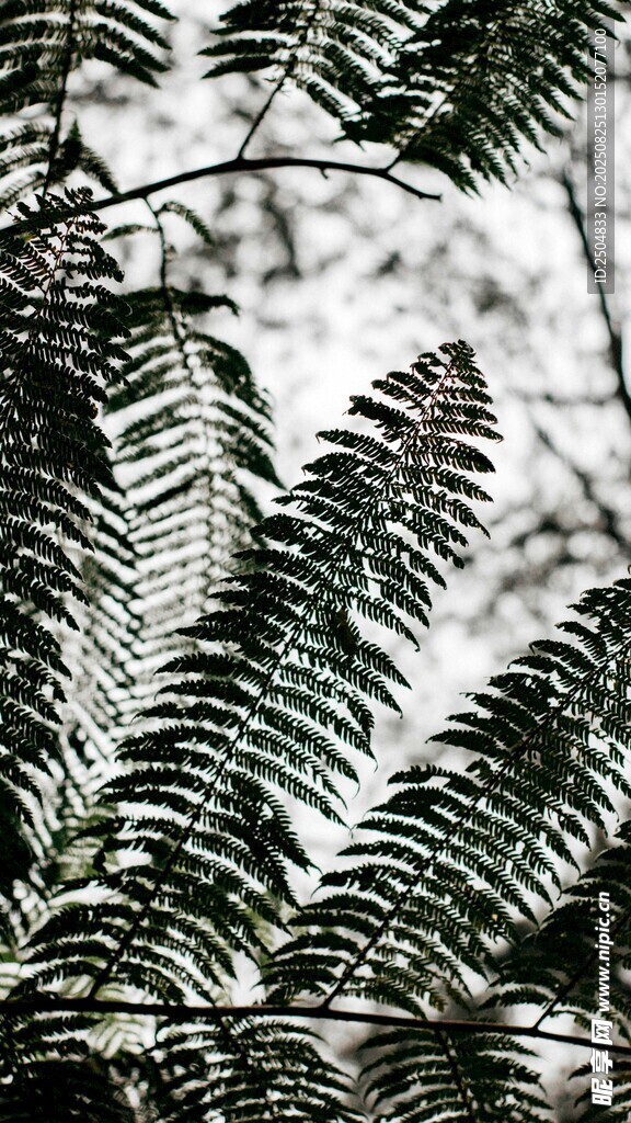 蕨类植物叶片特写