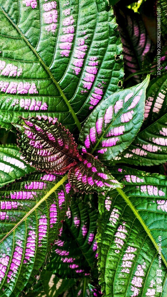 斑斓彩叶植物特写