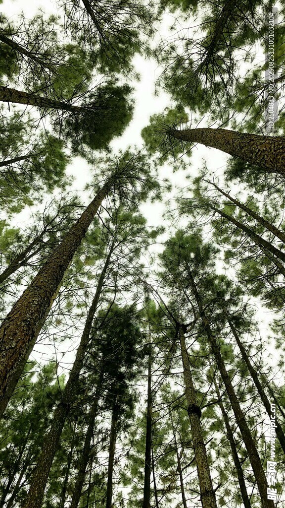 仰视茂密森林树冠景象