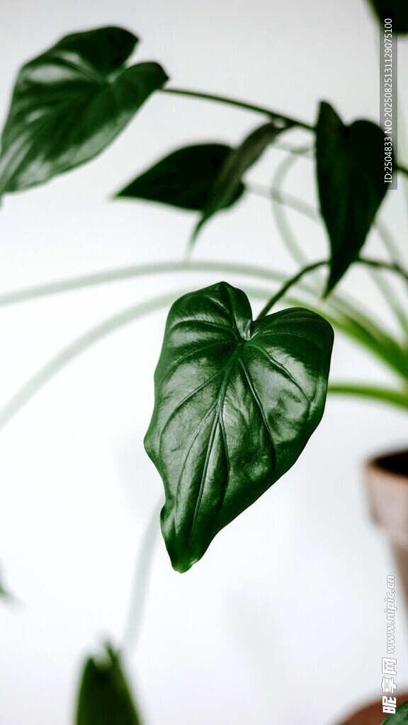 心形绿叶植物特写