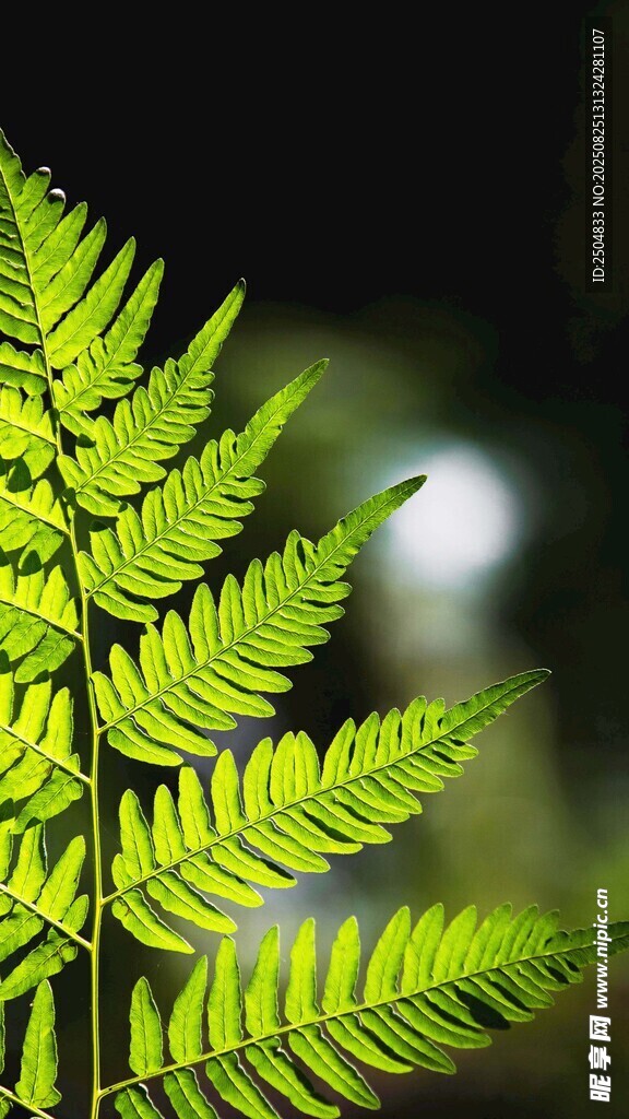 翠绿蕨叶特写