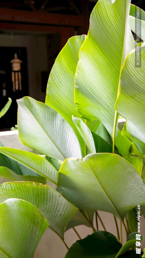 翠绿生机室内绿植特写