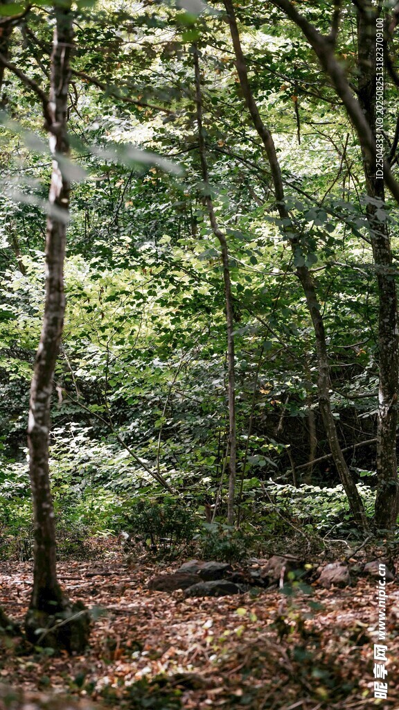 静谧森林绿意盎然景象