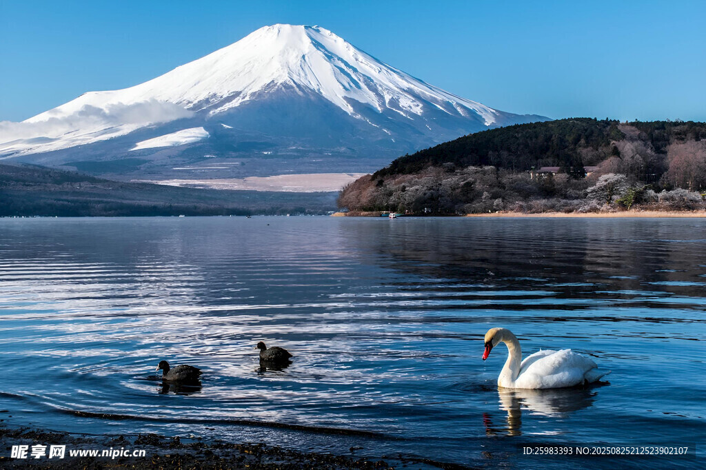 富士山下的天鹅