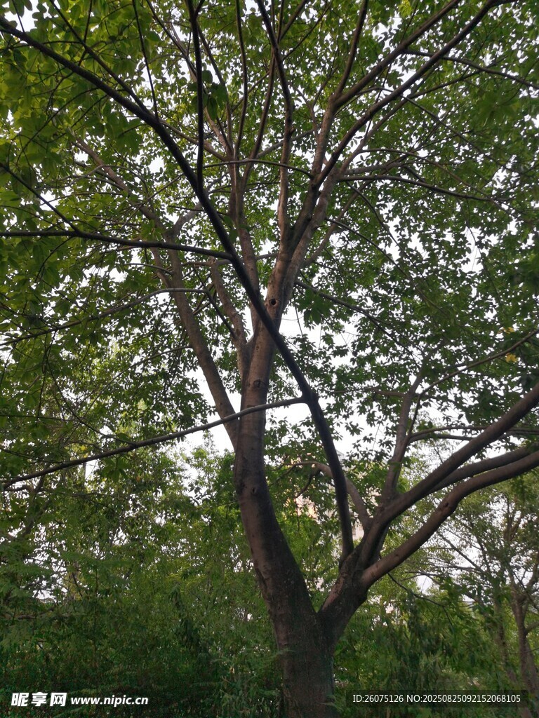 繁茂大树展现自然生机