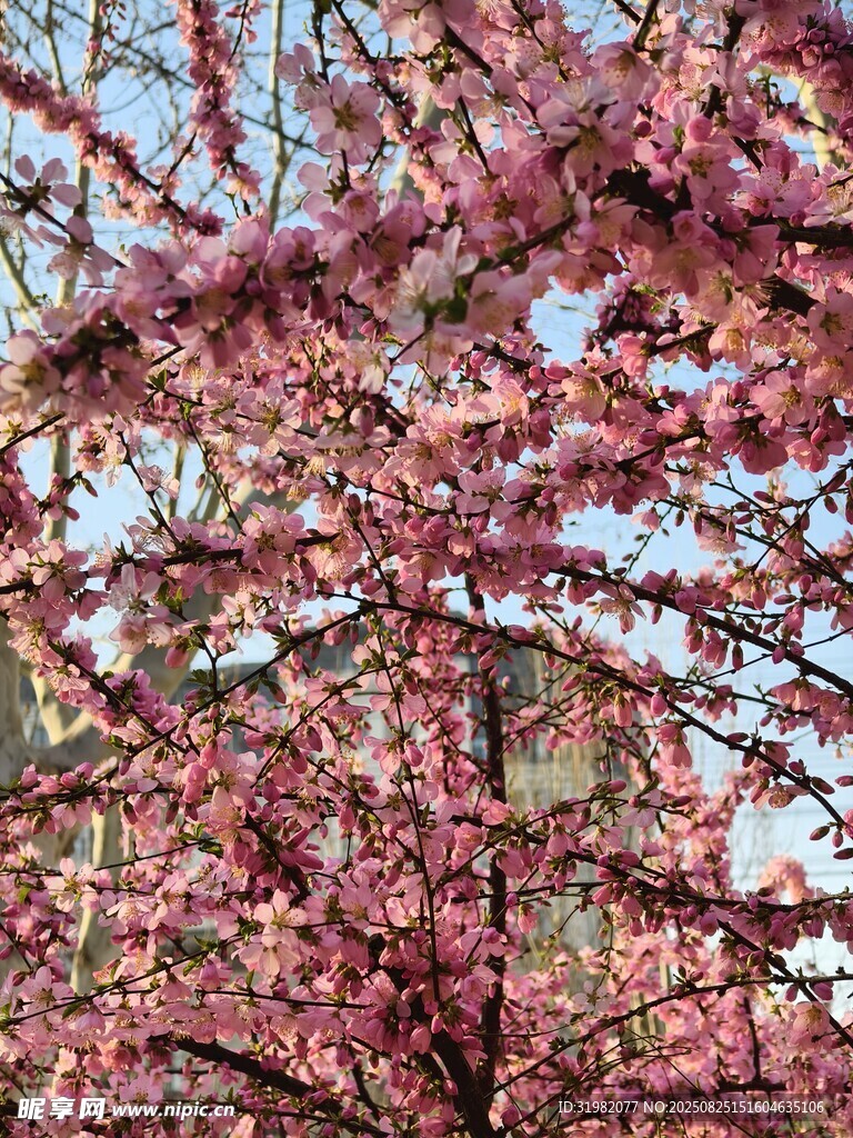 盛开的粉色繁花