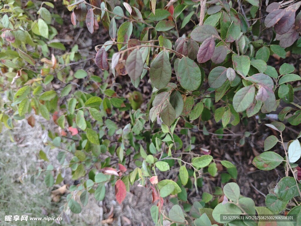 绿叶间的多彩植物景观