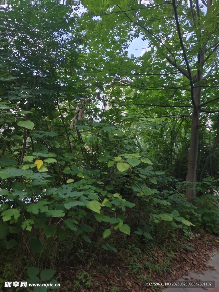 林间绿意盎然的自然小径