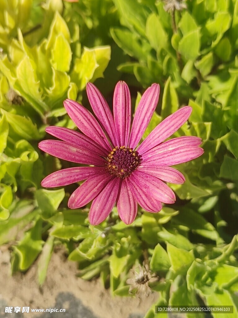 娇艳粉花绽放于绿叶间