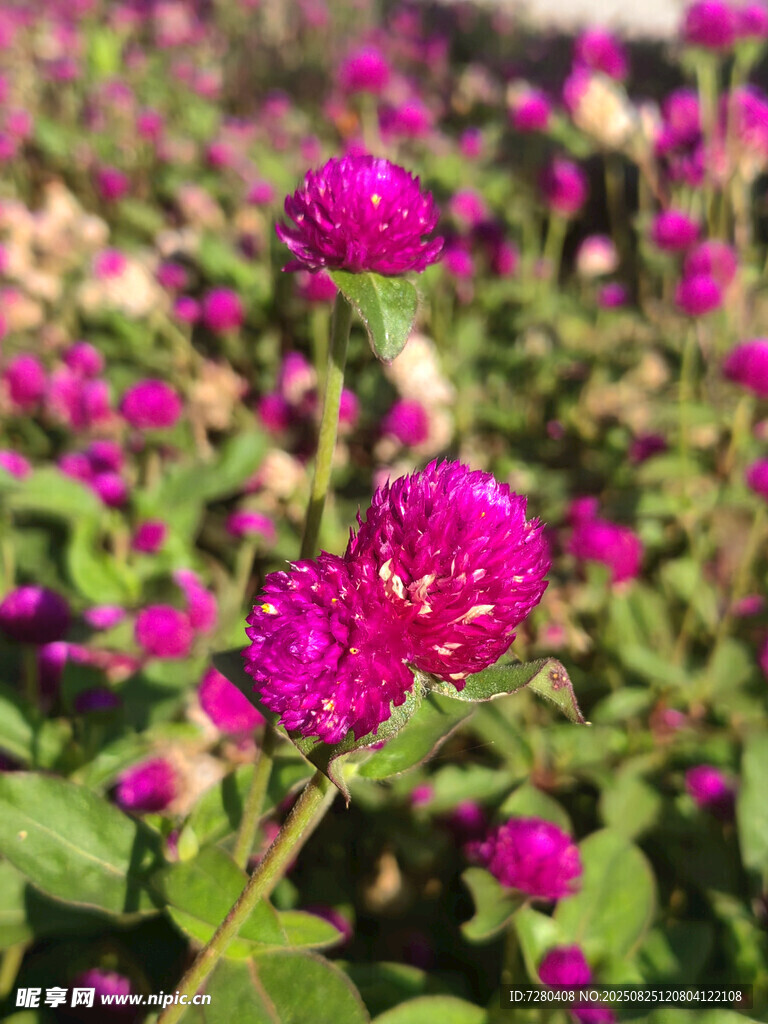 艳丽紫花绽放绿意间