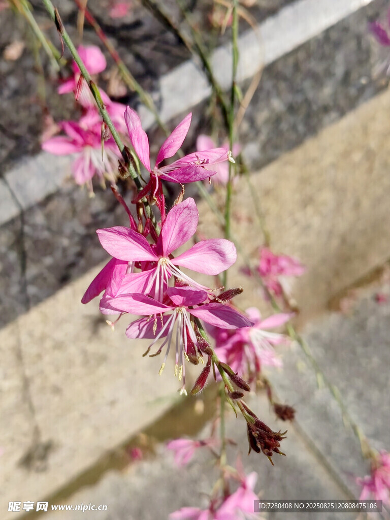 粉色娇俏绽放的美丽小花