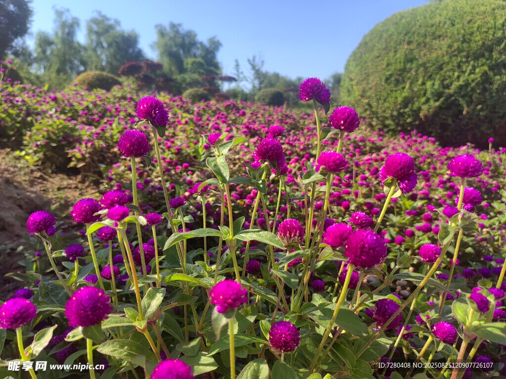 绚烂紫花绽放的美丽花田