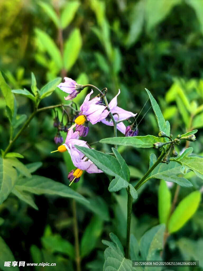 娇艳野花绽放于绿叶间