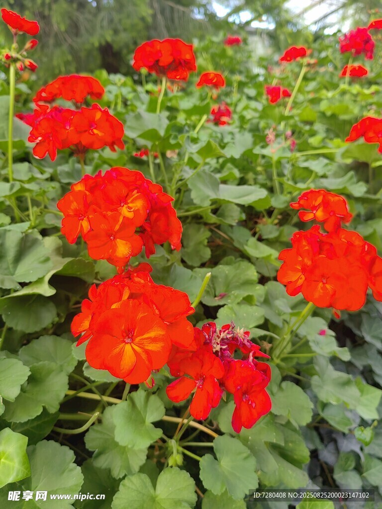 鲜艳旱金莲绽放绿叶间