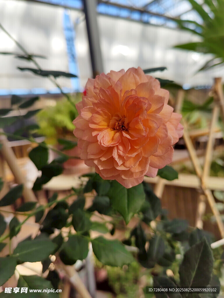 温室中的娇艳橙色花朵