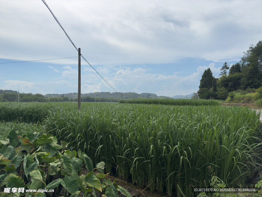 田园风光中的葱郁农作物